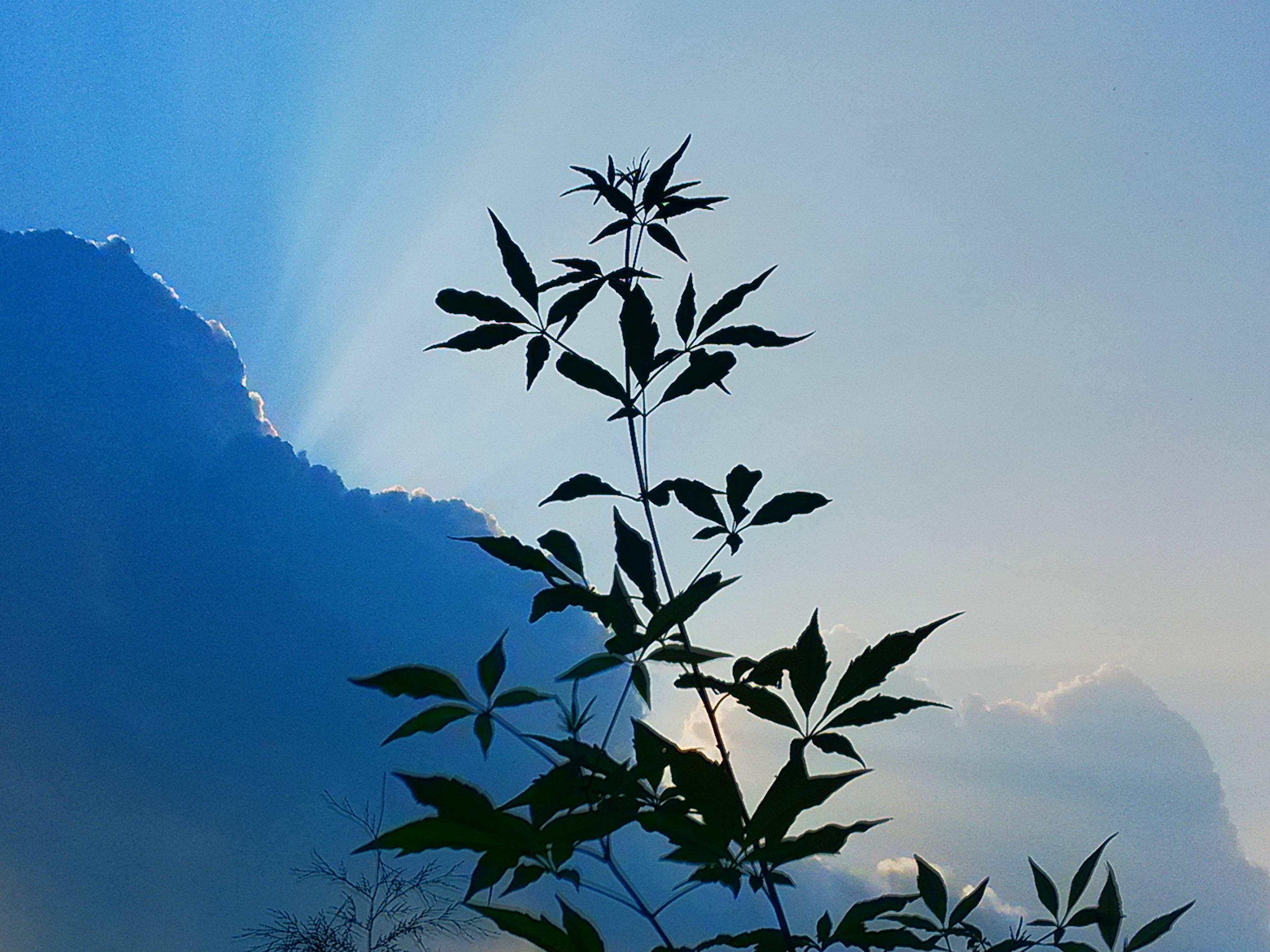 IMG_20150705_182831_HDR.jpg