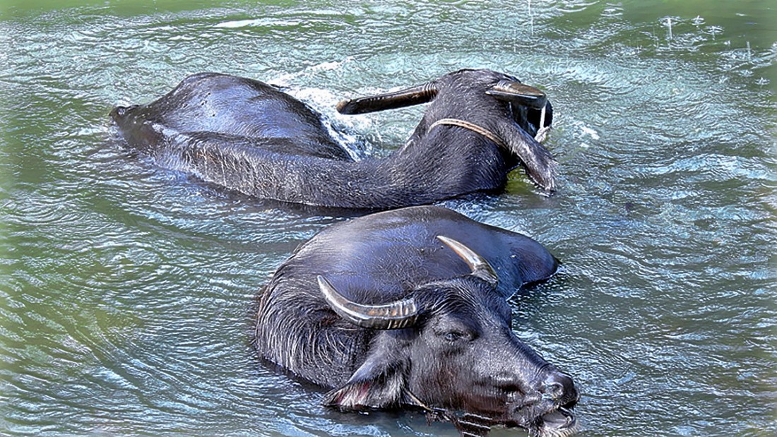 水牛戏水图