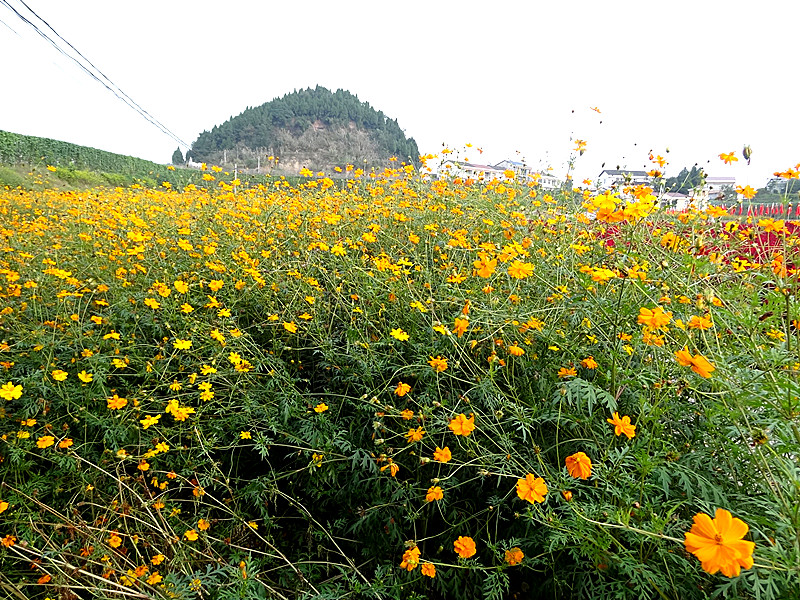 DSC02264_.jpg