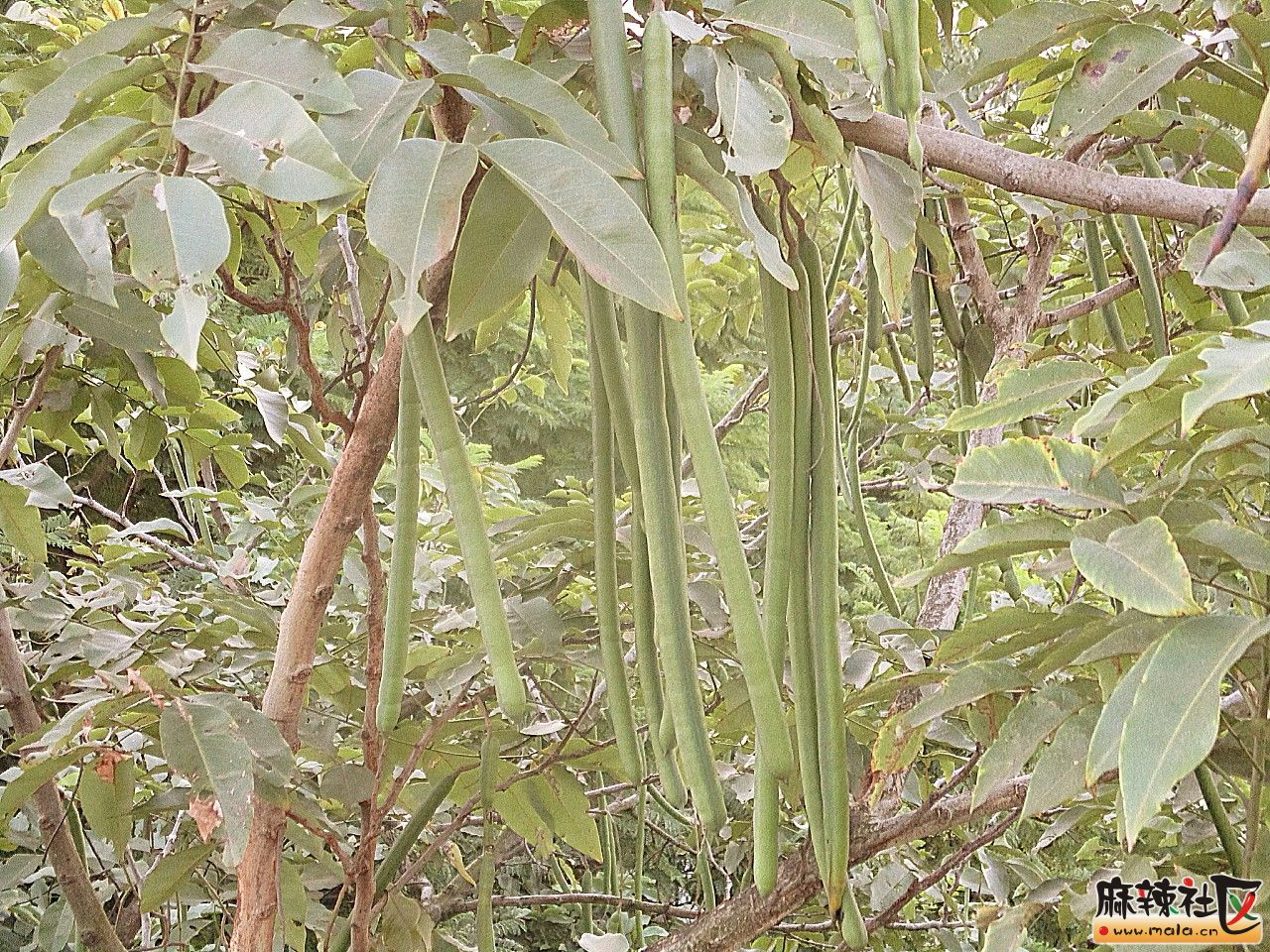 阿勃勒[腊肠树]