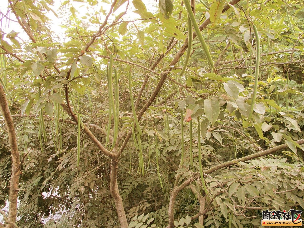 阿勃勒[腊肠树]