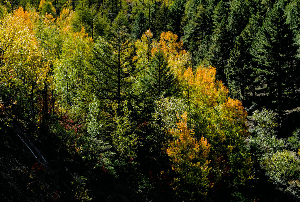 _DSC2090_.gif