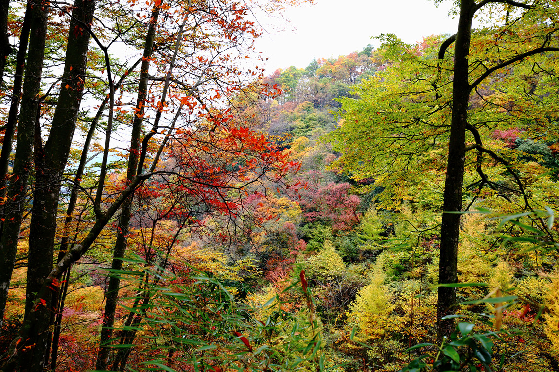 南江】大美光霧山 .萬山紅遍. 層林盡染.2015.10月紅葉節【一】