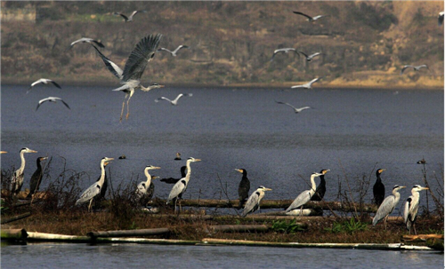 隆昌古宇湖风景有鸟图片