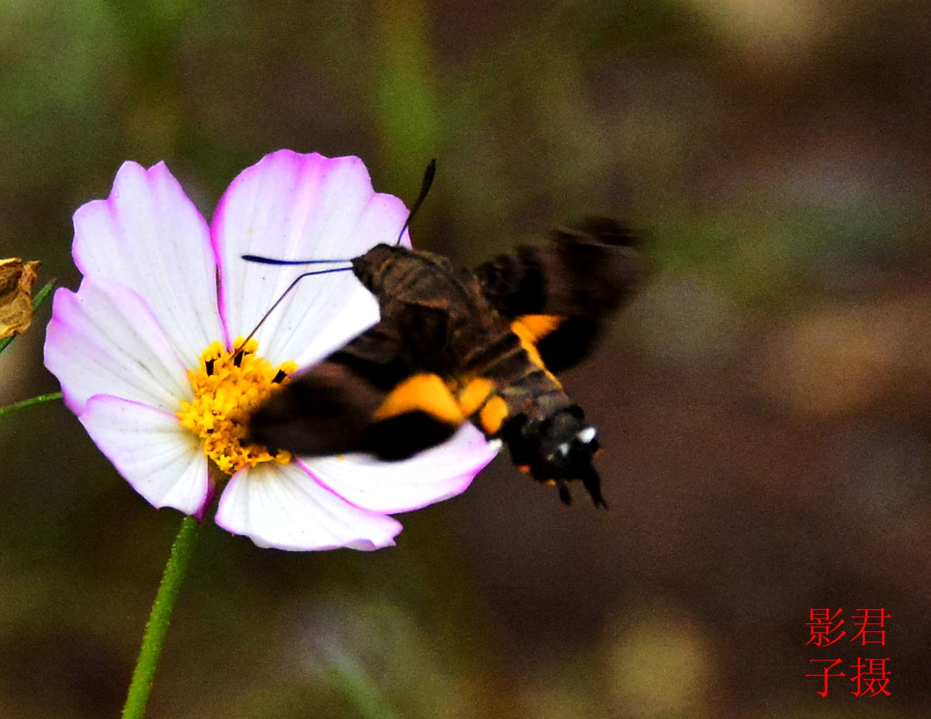 Ƭ 058_.jpg