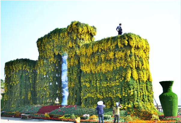 宜宾龙头山菊花展图片