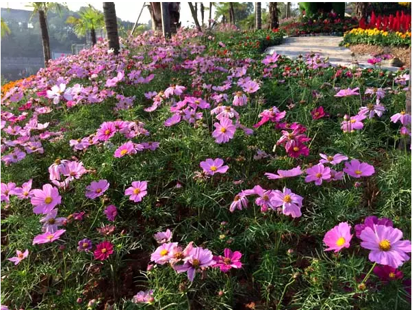 宜宾临港龙头山菊花展图片