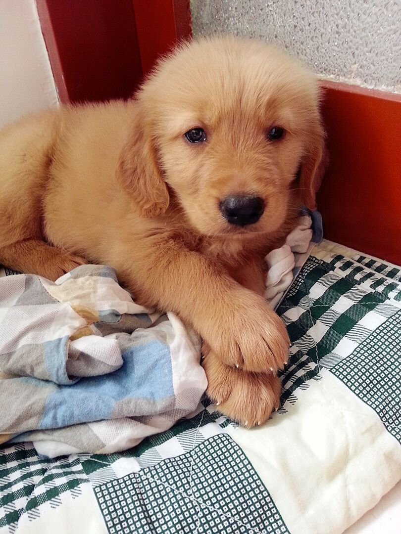 现有家养小金毛一只