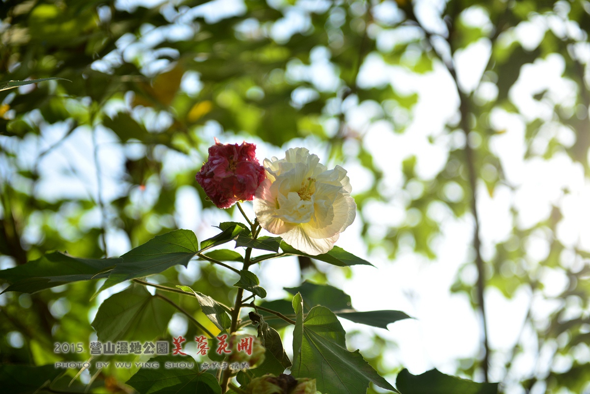 DSC_0667.jpg