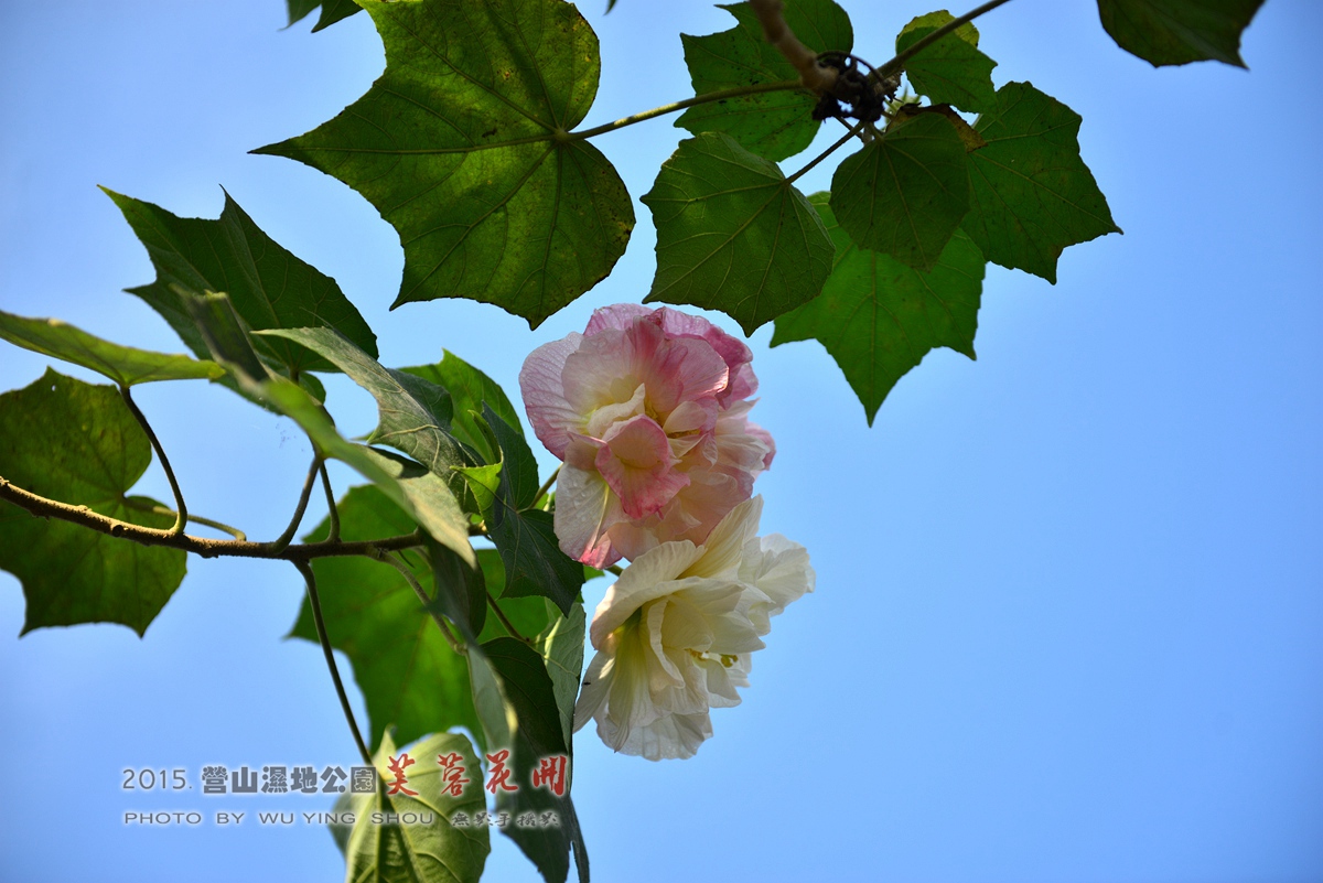 DSC_0669.jpg