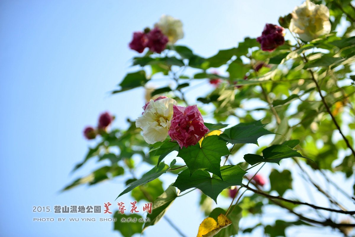 DSC_0673.jpg