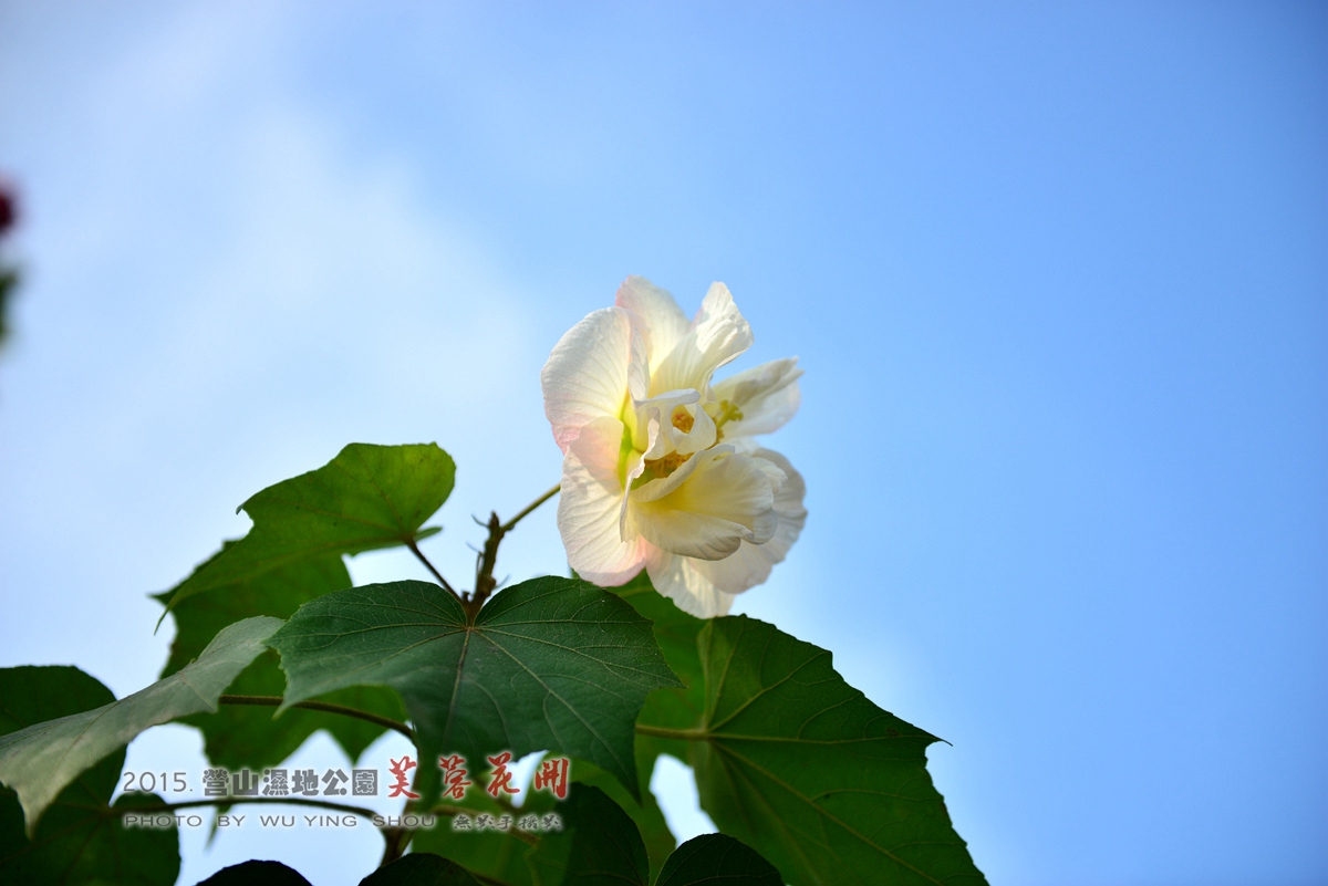DSC_0678.jpg