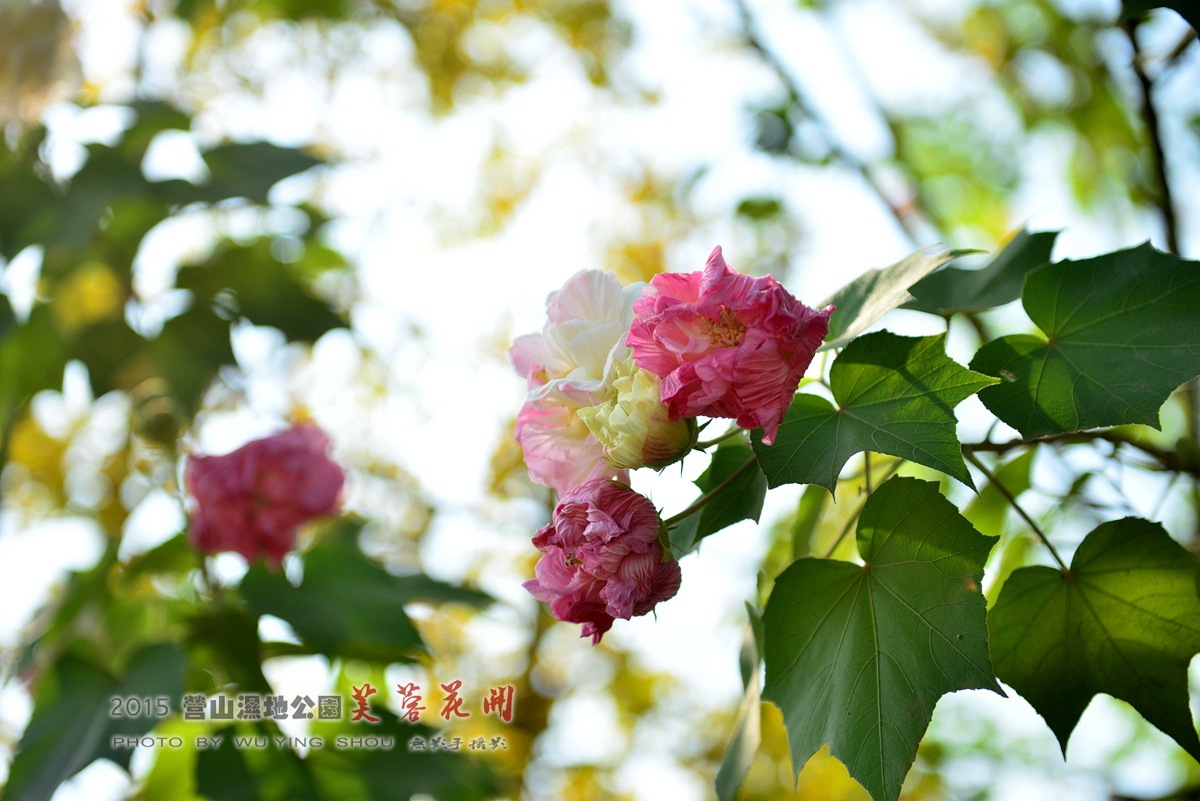 DSC_0679.jpg