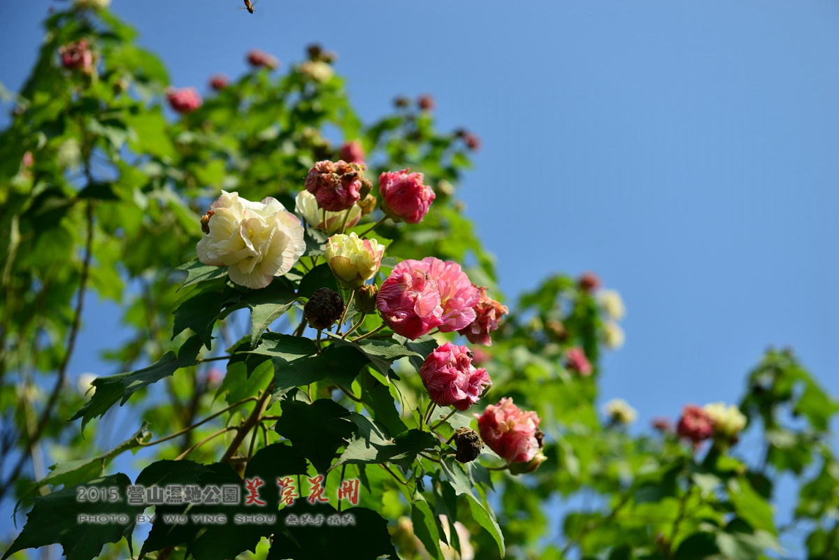 DSC_0687.jpg