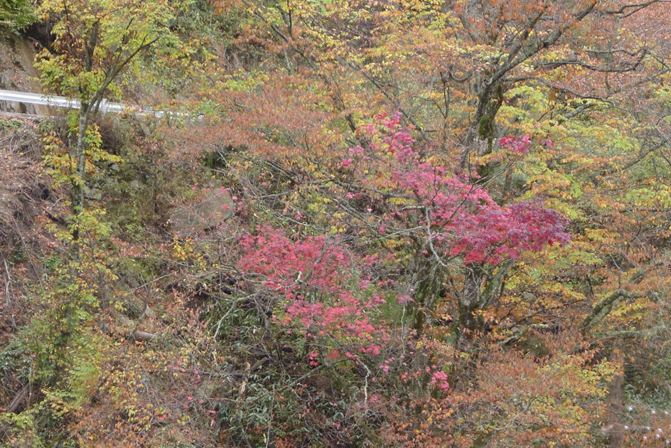P1120183.jpg