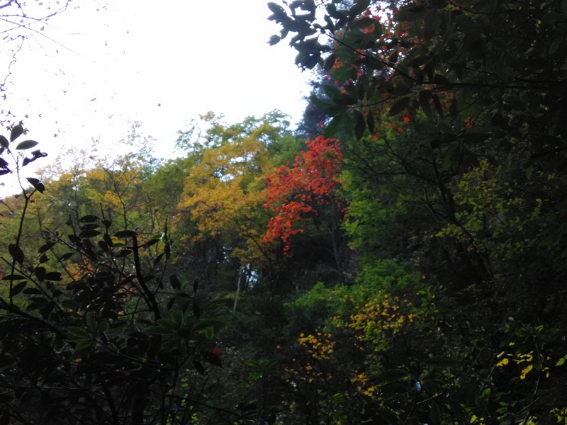 IMG_20151028_151616.jpg