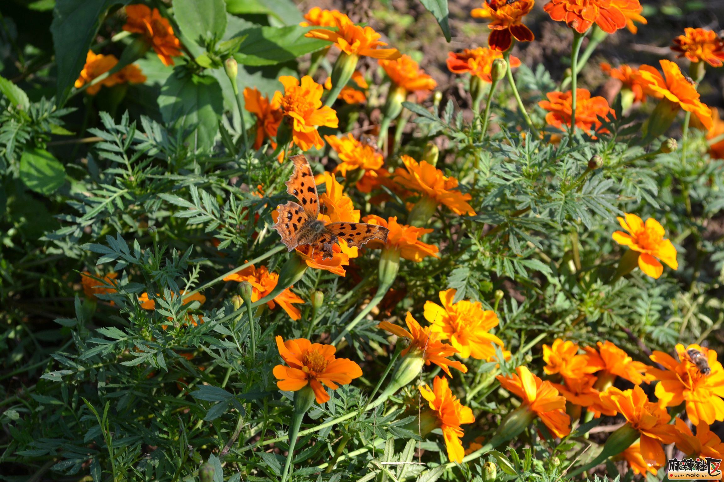 DSC_3916.JPG
