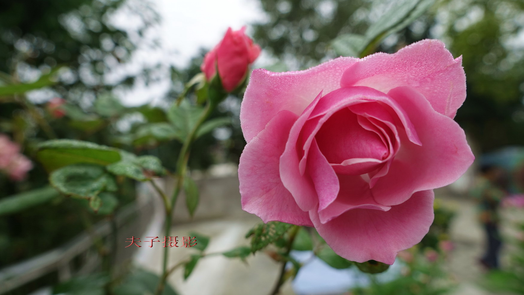 DSC09222.jpg