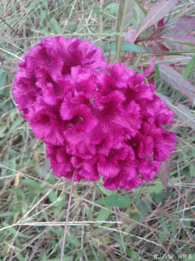 psb_2.jpg