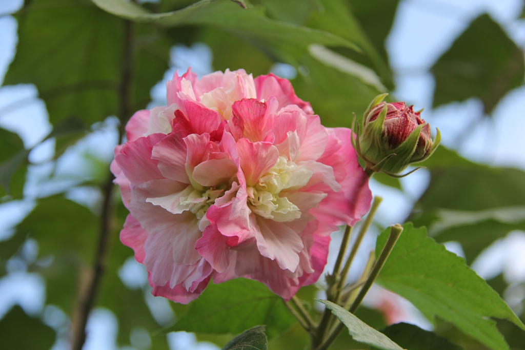 【影像蓬安】露染芙蓉色未浓 正似美人初醉貌-蓬安论坛-麻辣社区