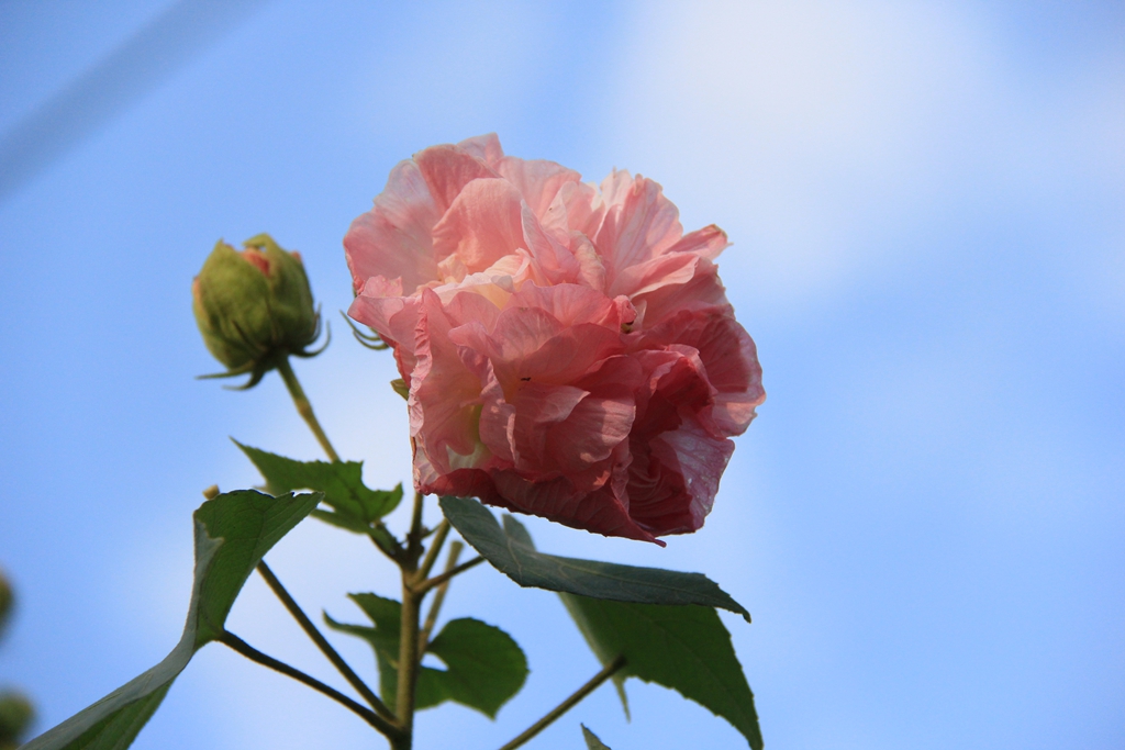 【影像蓬安】露染芙蓉色未浓 正似美人初醉貌-蓬安论坛-麻辣社区