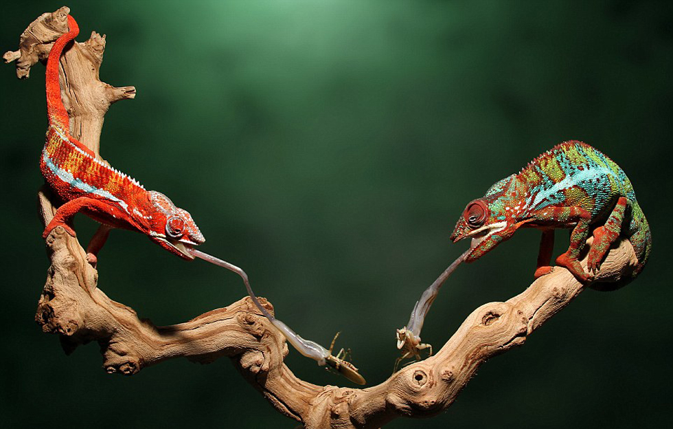 美摄影师抓拍变色龙捕食精彩瞬间