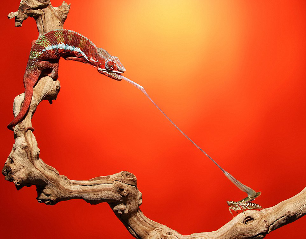 美摄影师抓拍变色龙捕食精彩瞬间