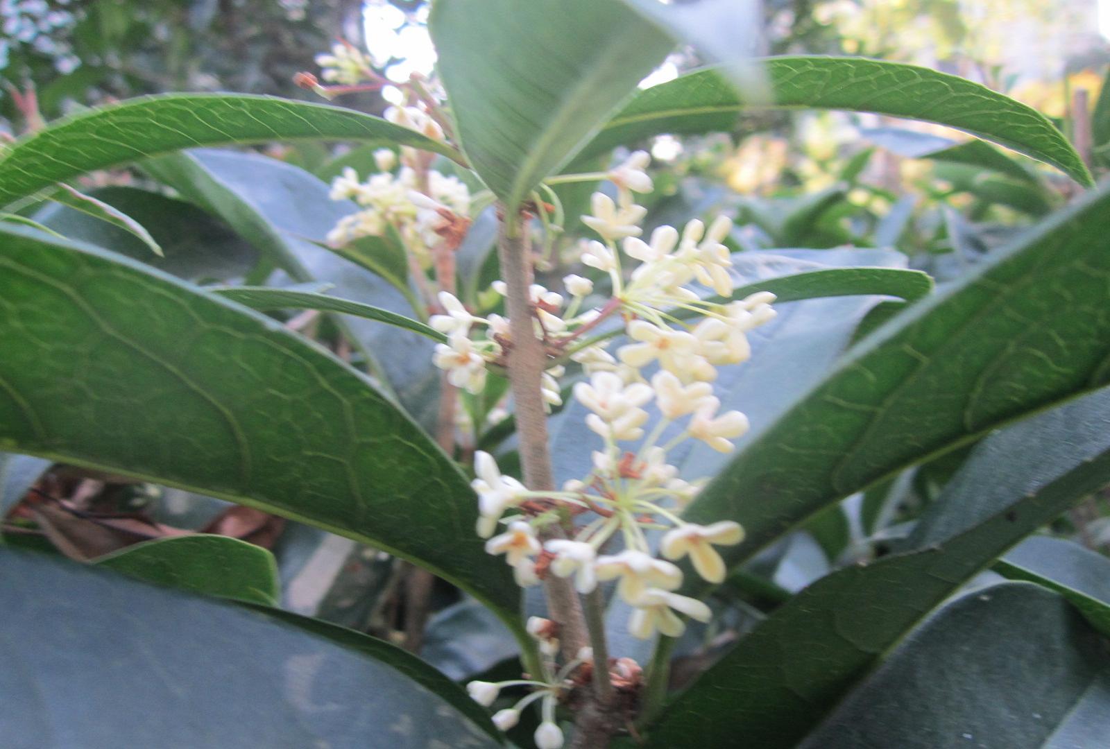 遂寧市花——桂花