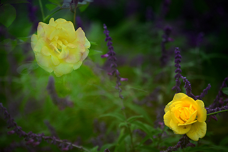 DSC_1188.JPG