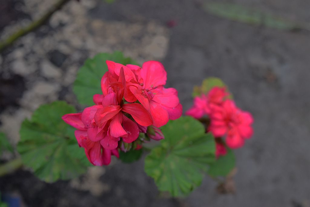 DSC_0070__.jpg