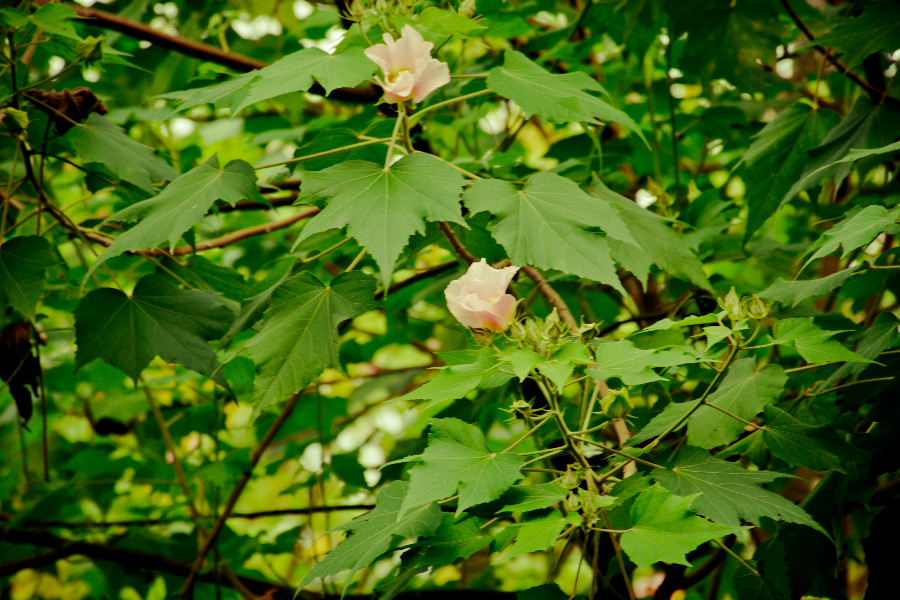 DSC_1298.jpg