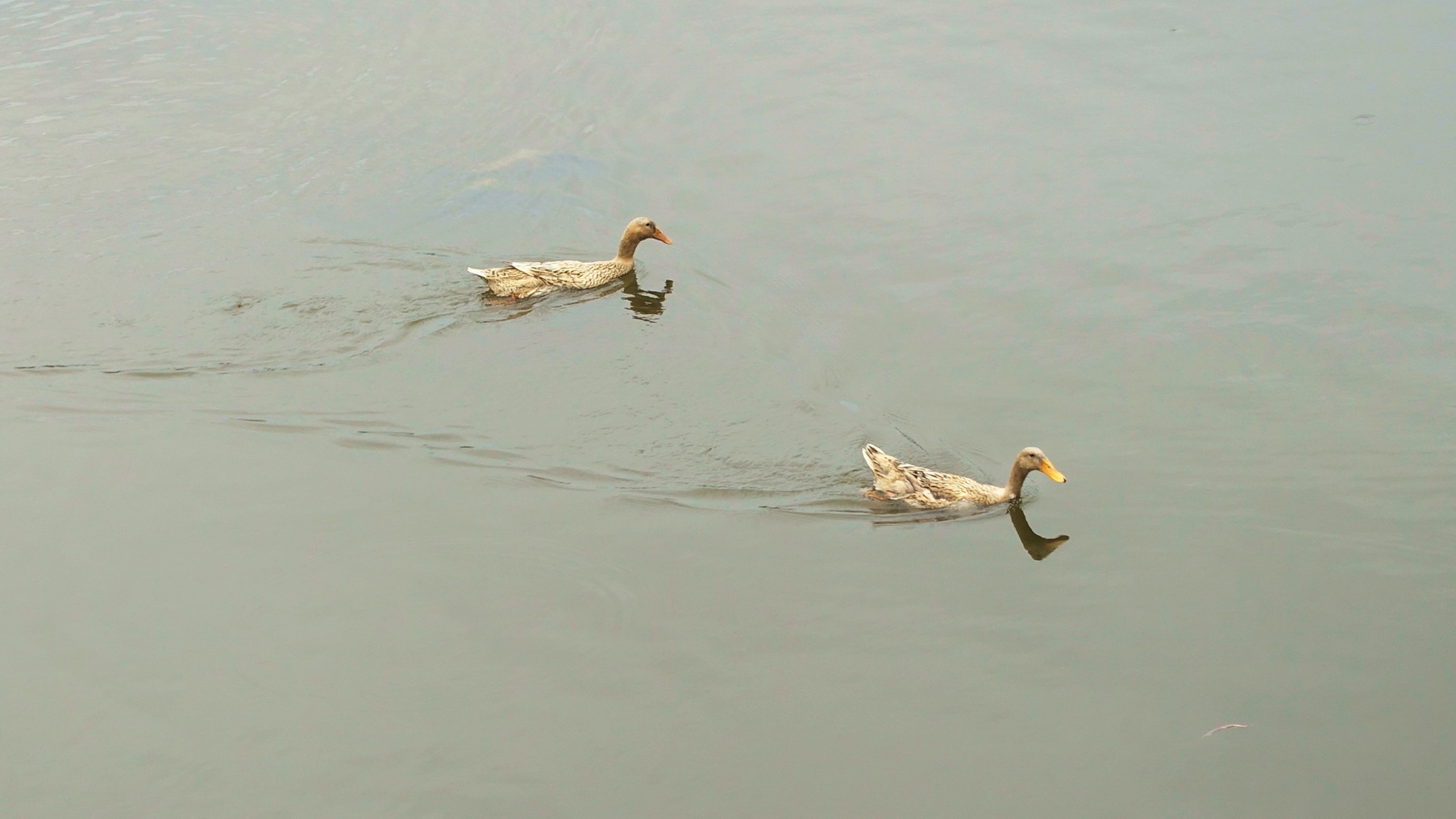 DSC08063.jpg