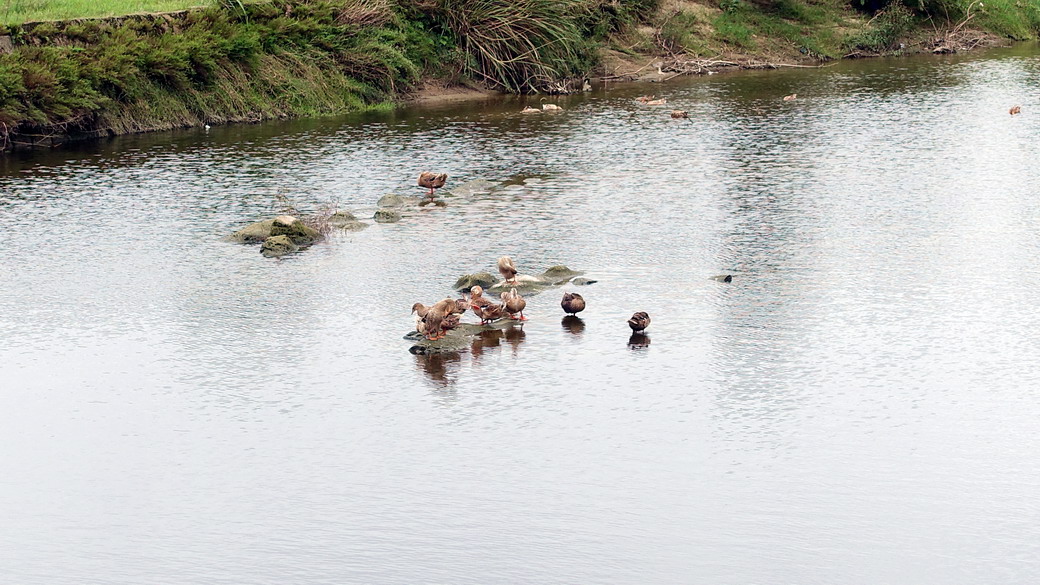 DSC08064.jpg