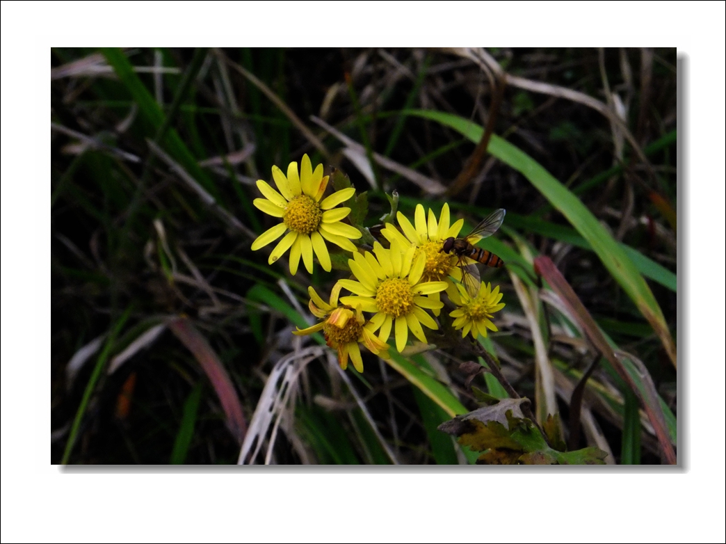 DSCF7410_.jpg