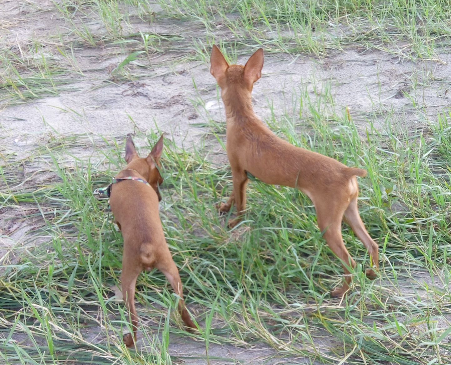 10月龄小鹿犬转让