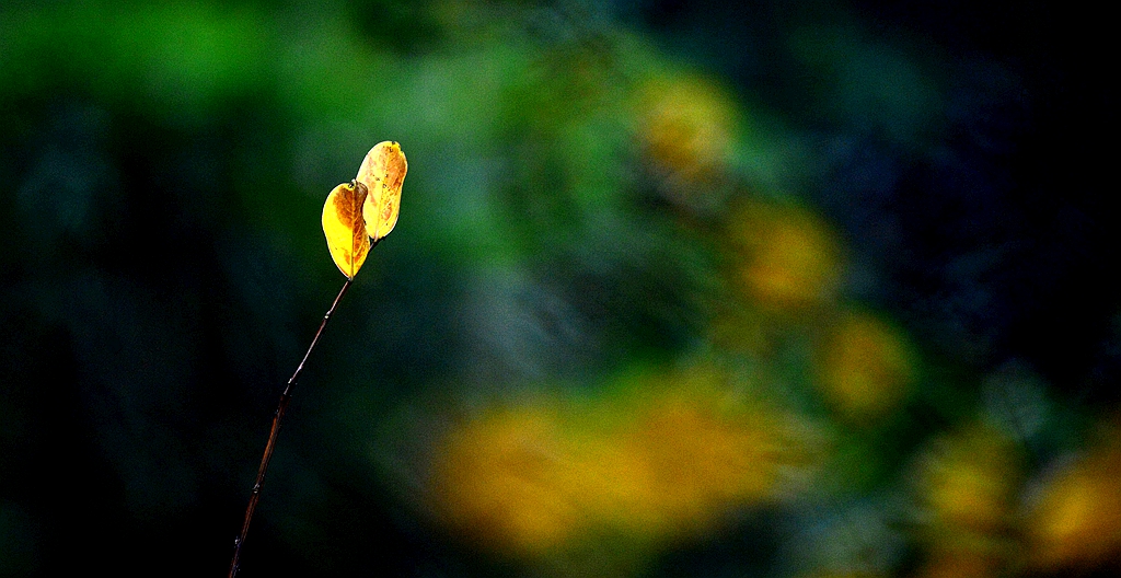 DSC_2955_.jpg