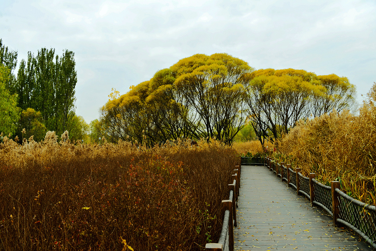 _DSC49012.jpg