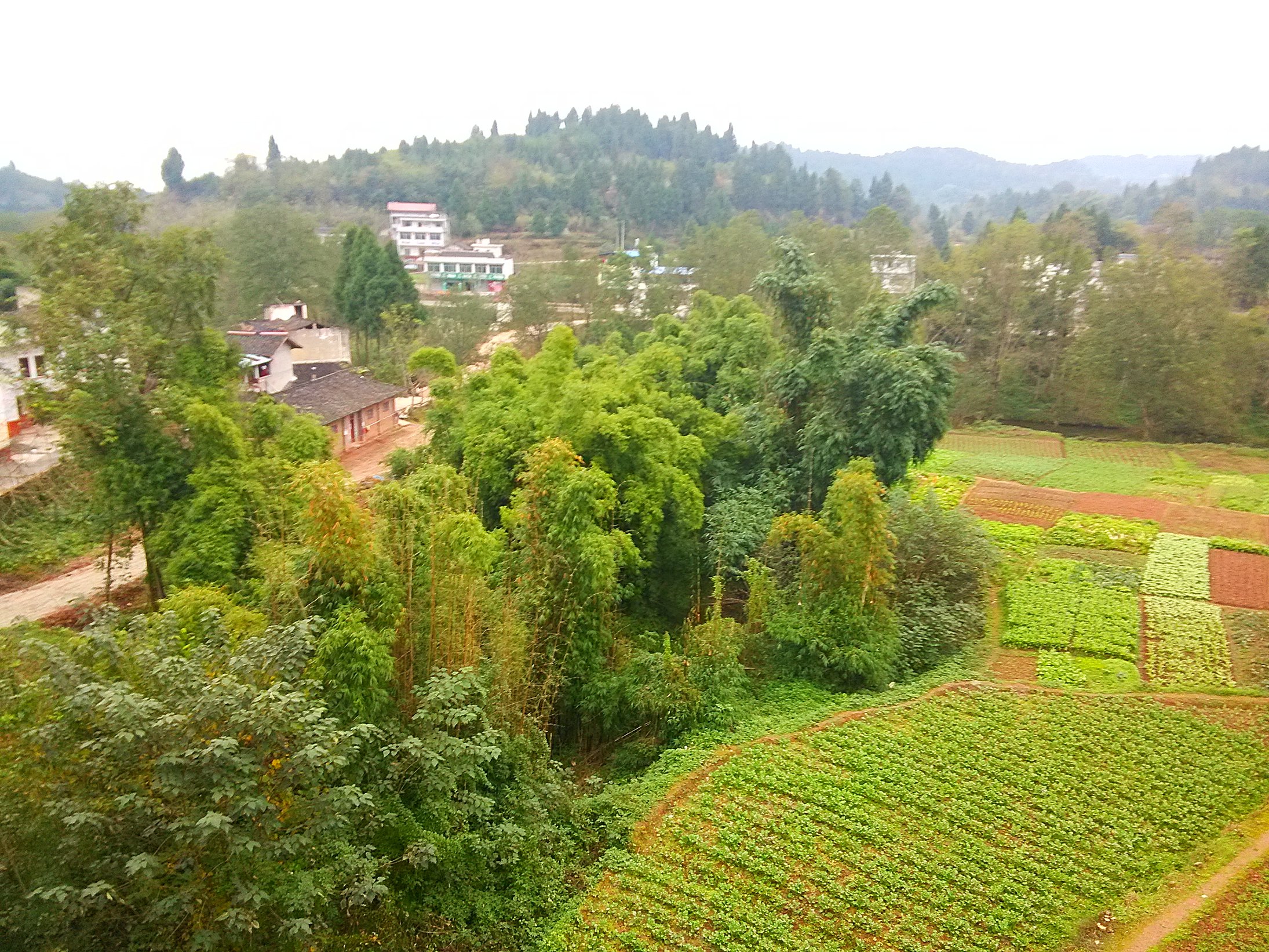 几张忙里偷闲拍的南充芦溪照片-营山论坛-麻辣社区 四川第一网络社区