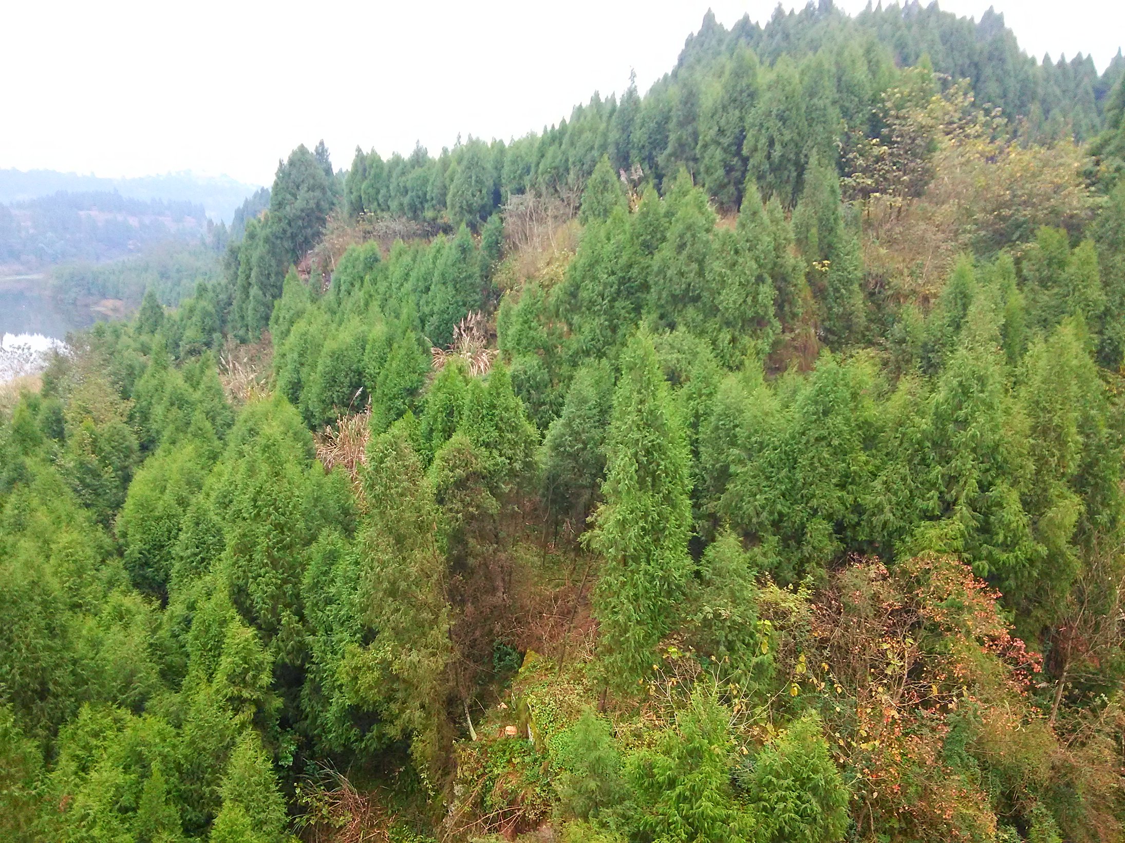 几张忙里偷闲拍的南充芦溪照片-营山论坛-麻辣社区-四川第一网络社区