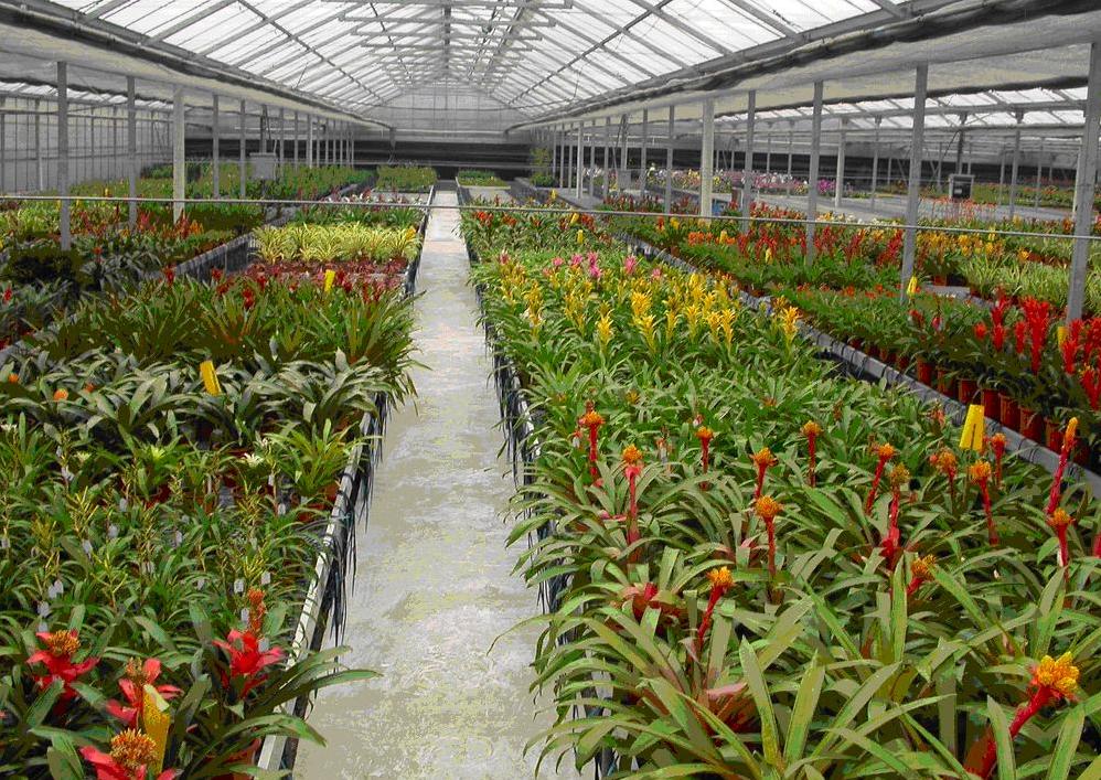 秋游金林湾花卉市场,感受绿色气息