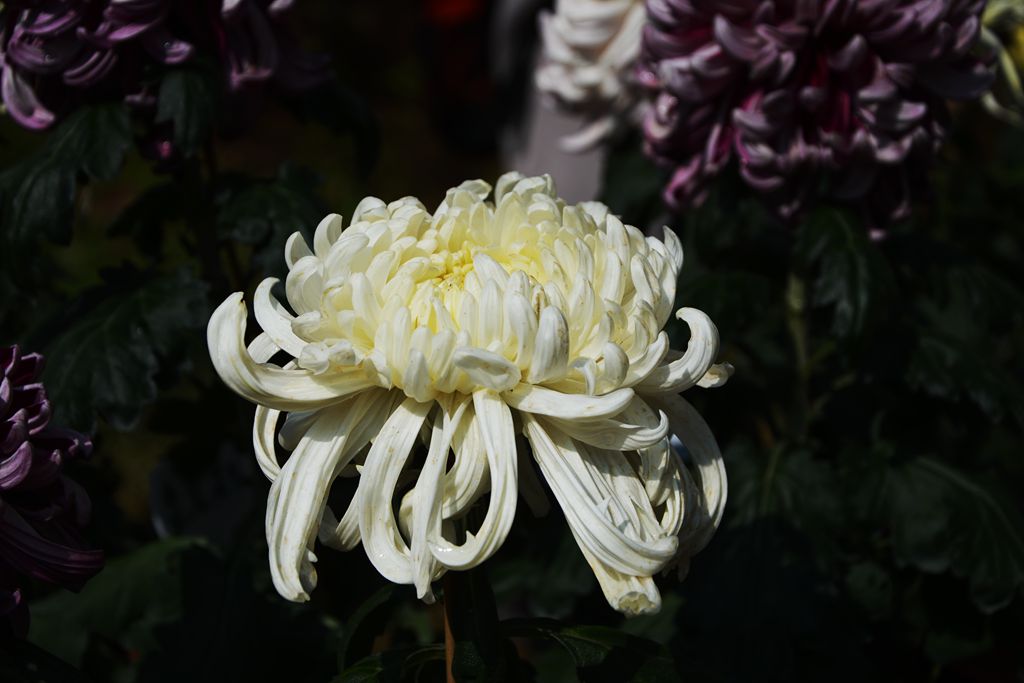 DSC_0144_.jpg