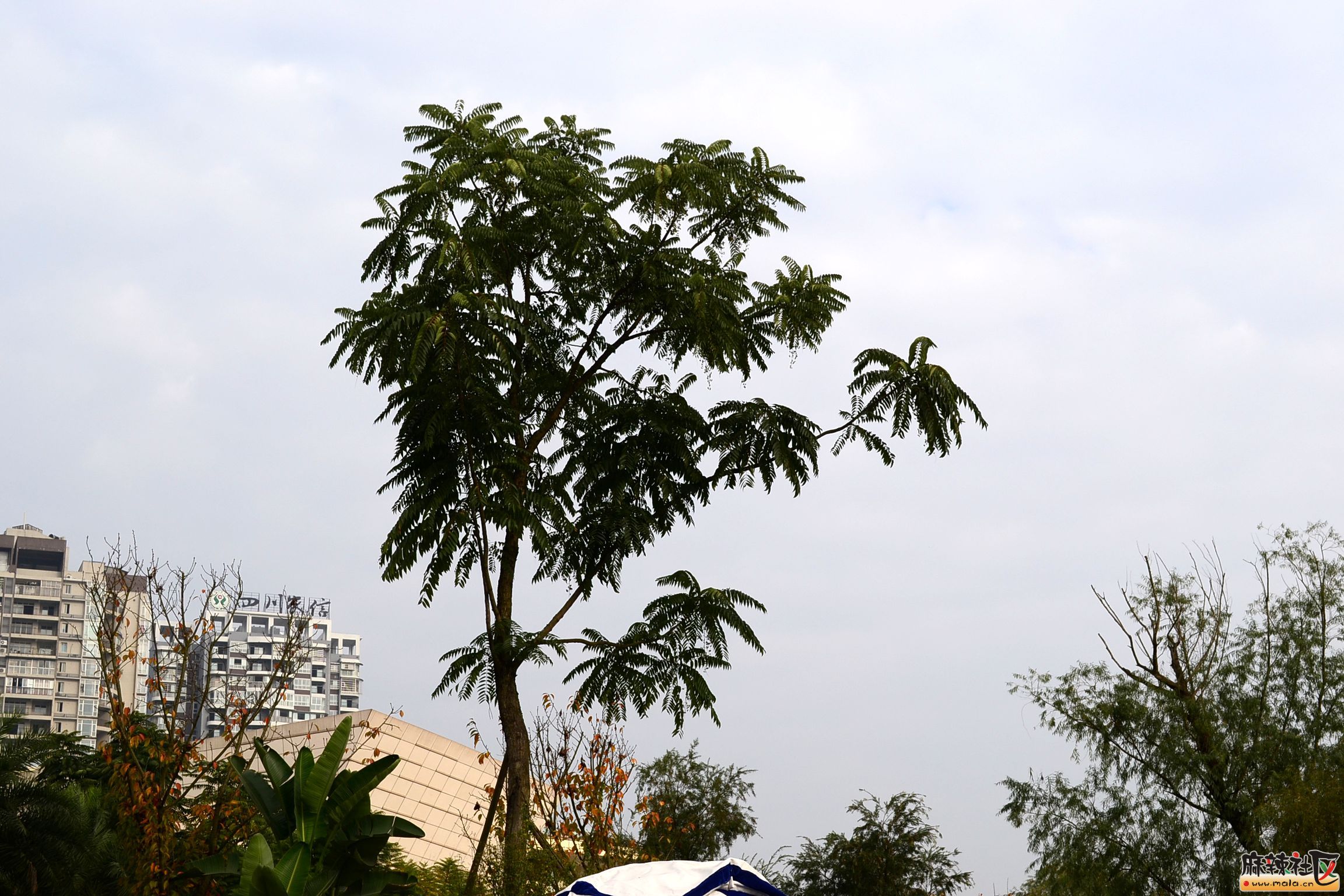 DSC_4404.JPG