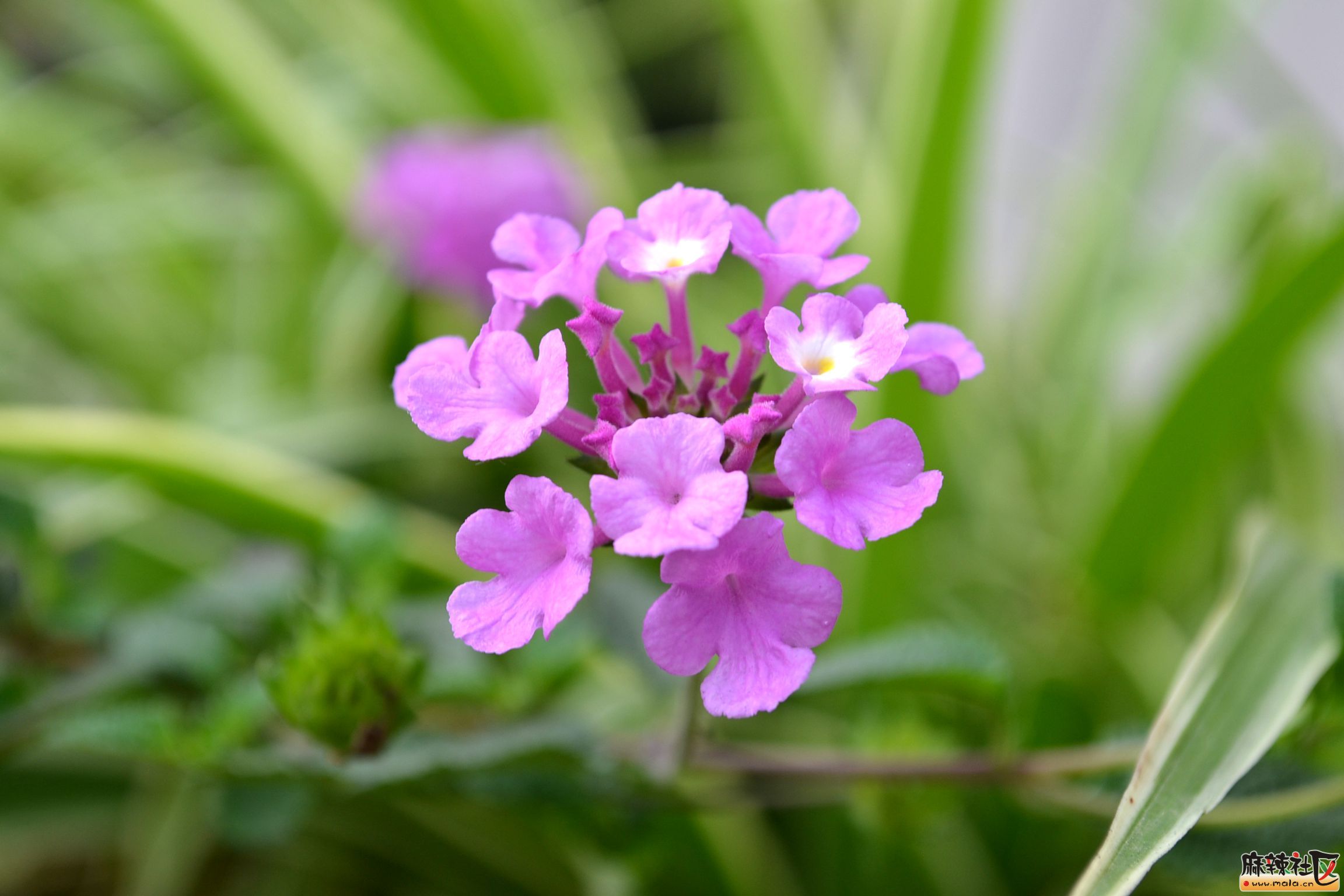 DSC_4419.JPG