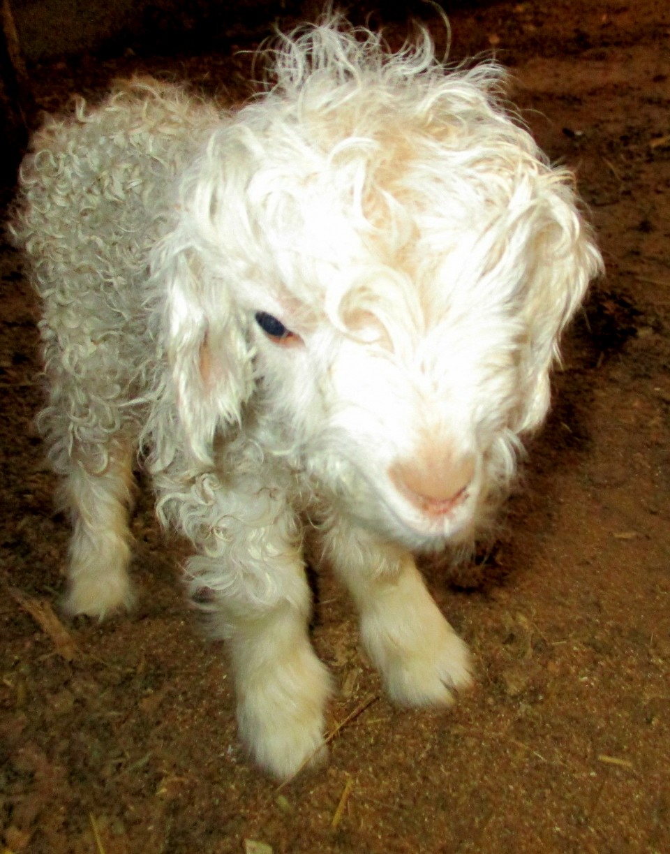 刚出生的小绵羊