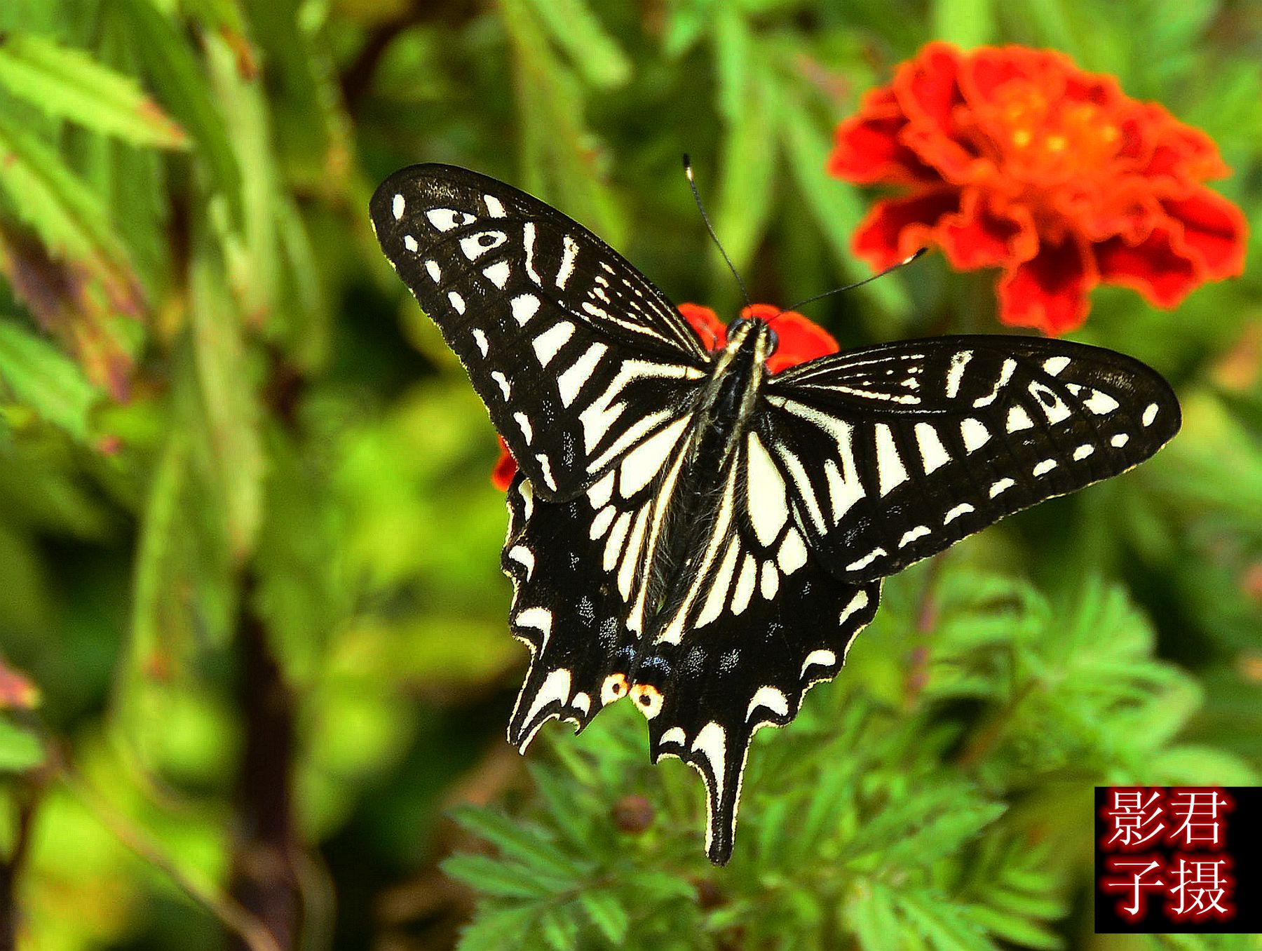 _DSC3365_.jpg