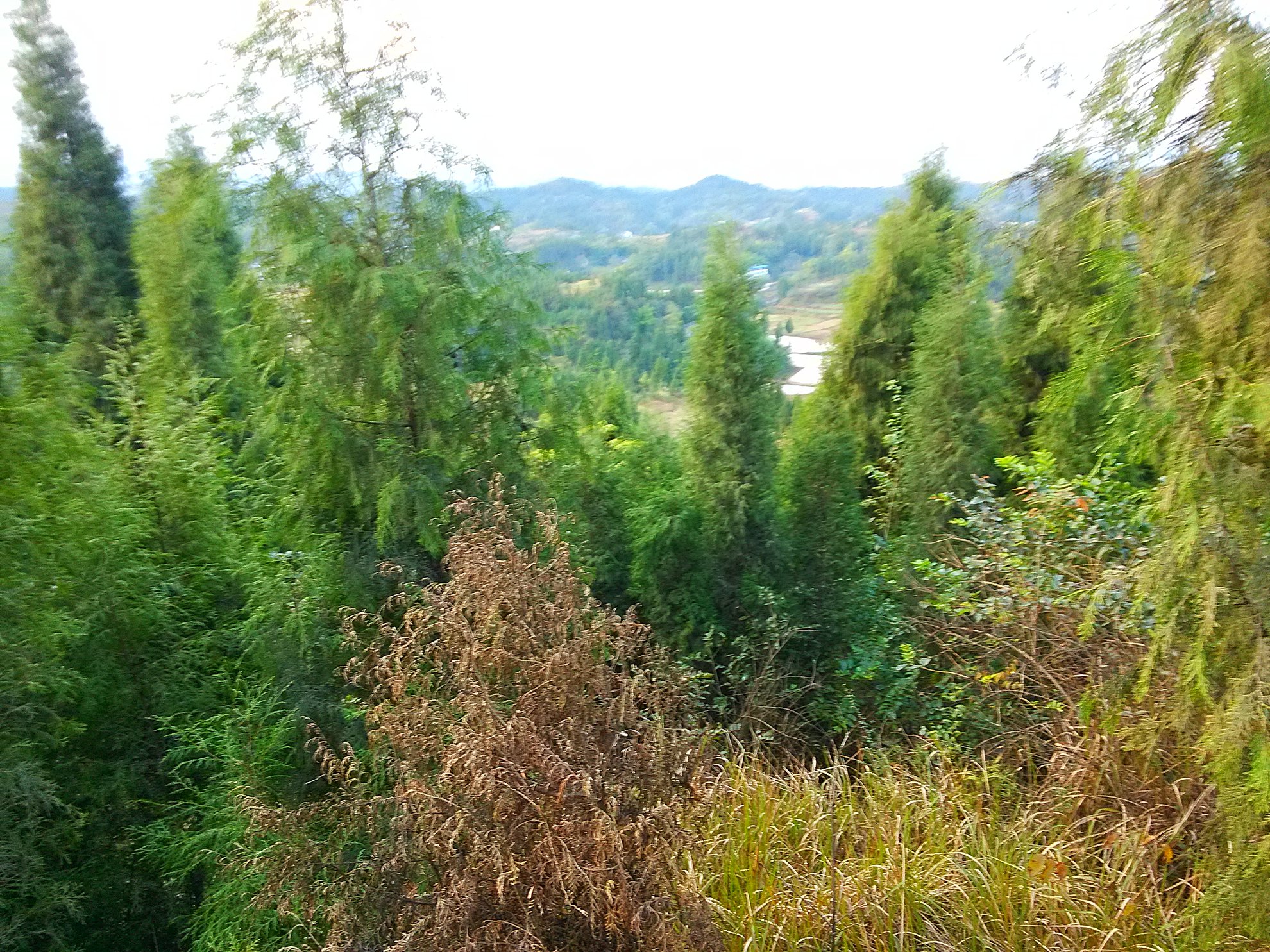 IMG_20151205_171746.jpg