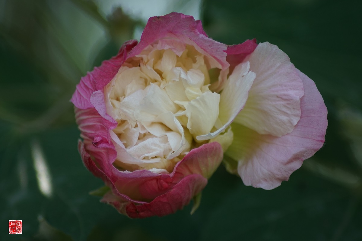 芙蓉花什么时候开(百合花什么时候开花)