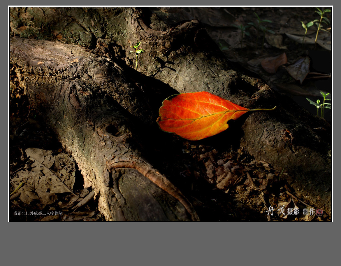 舟戈摄影冬天香樟树的落叶