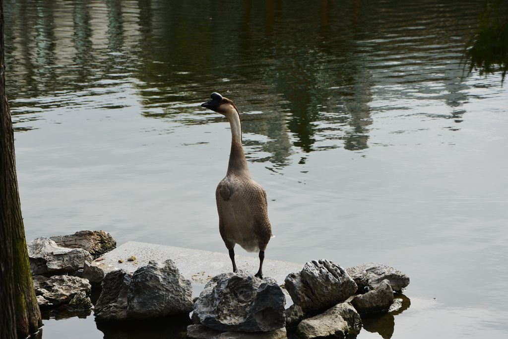 DSC_0445_.jpg