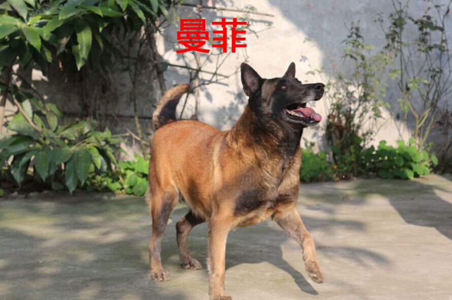 一条标准荷系马犬种母,雨雨马犬舍曼菲,塔豹后裔老血狗以发情配种!